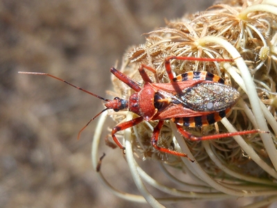 Rhynocoris erythropus dalla Gallura